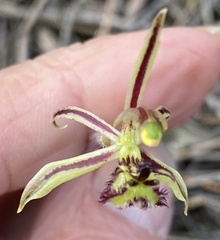 Caladenia barbarossa
