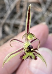 Caladenia barbarossa