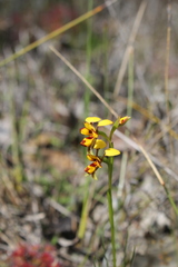 Diuris decrementa