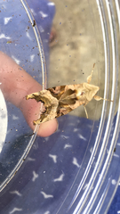 Phlogophora meticulosa