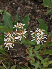 Sericocarpus asteroides