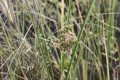 Cyperus pulcher
