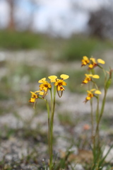 Diuris decrementa
