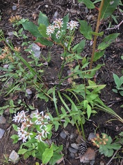 Sericocarpus asteroides