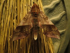 Darapsa choerilus