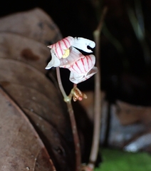 Begonia integrifolia