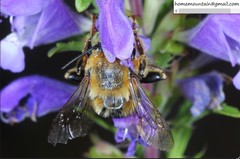 Anthophora deserticola