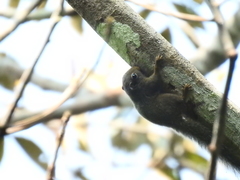 Microsciurus flaviventer
