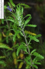 Dracocephalum moldavica