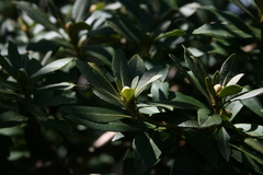 Rhododendron micranthum