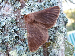 Phyllalia