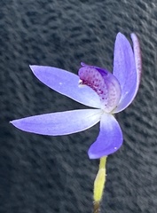 Cyanicula aperta