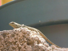 Sceloporus grammicus