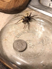 Calisoga longitarsis