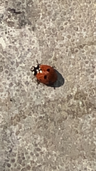 Coccinella septempunctata