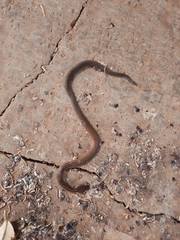 Gongylosoma baliodeira