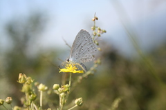 Celastrina argiolus