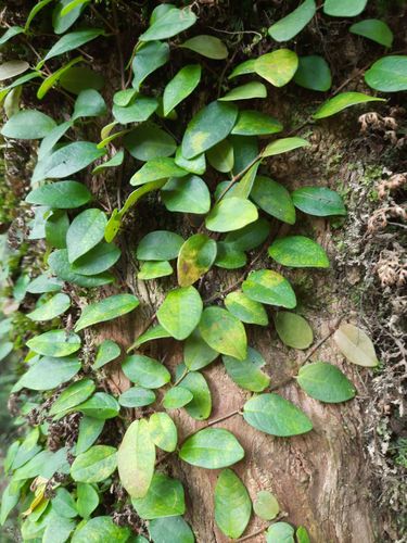 Ficus recurva observed 2020-09-05