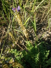 Oxytropis sylvatica
