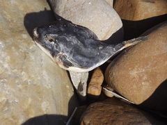 Amblyrhynchote honckenii