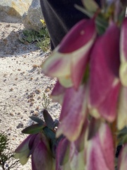 Pimelea physodes