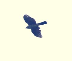 Accipiter bicolor