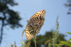 Argynnis zenobia
