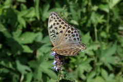 Argynnis zenobia