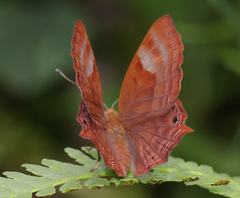 Abisara bifasciata suffusa