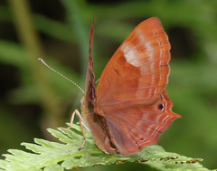 Abisara bifasciata suffusa
