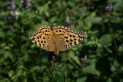 Argynnis vorax