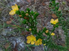 Hypericum setosum