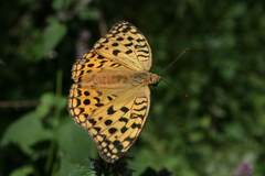 Argynnis vorax