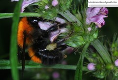 Bombus opulentus
