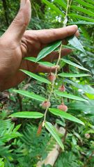 Phyllantheae