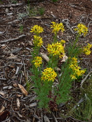 Senecio eremophilus