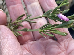 Boronia spathulata