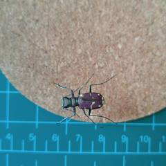 Cicindela limbalis