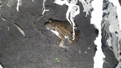 Fejervarya cancrivora