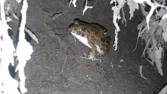 Fejervarya cancrivora