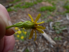 Senecio eremophilus