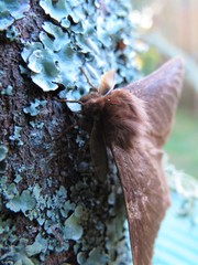 Phyllalia