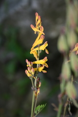 Corydalis raddeana