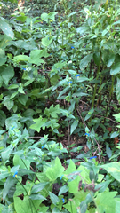 Commelina communis