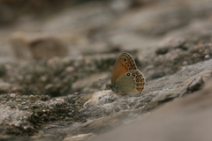 Coenonympha amaryllis