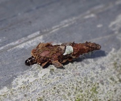 Pagodiella