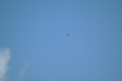 Falco cenchroides cenchroides