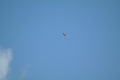 Falco cenchroides cenchroides