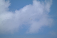 Falco cenchroides cenchroides