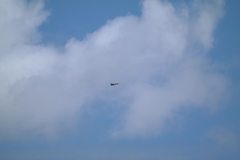 Falco cenchroides cenchroides